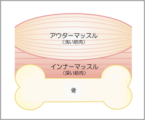 肩の構造